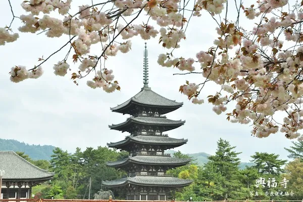 關西交通指南！如何從大阪、京都與神戶前往奈良市