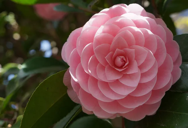 奈良市「花曆」・每個月都是賞花月
