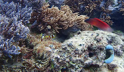 最新海上玩法：來去沖繩當「水鳥」！