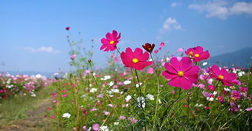 與楓葉季擦身而過？初秋好風景，關西10月私房賞花秘境介紹2016版！