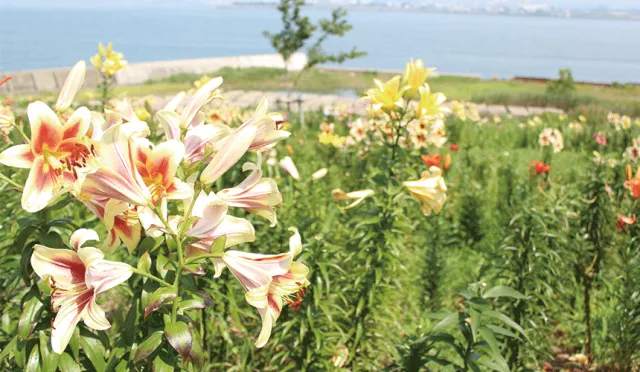 初夏賞花新名所──大阪舞洲百合園