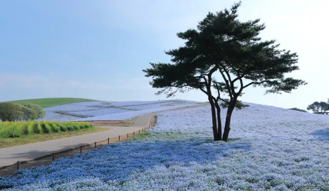 今生必去夢幻景點的「茨城常陸海濱公園」，四季美景不容錯過！