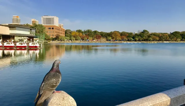 在地日本人才知道的觀光景點！深度旅遊推薦「大濠公園」！