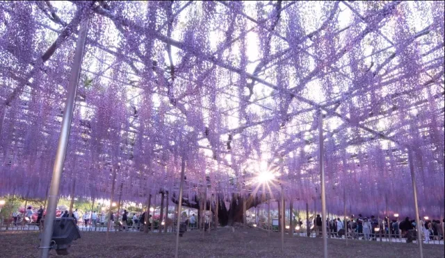 令人屏息的美！超夢幻東京近郊紫藤花絕景──足利花卉公園