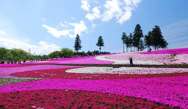 來粉紅的芝櫻山坡漫步吧！羊山公園芝櫻之丘