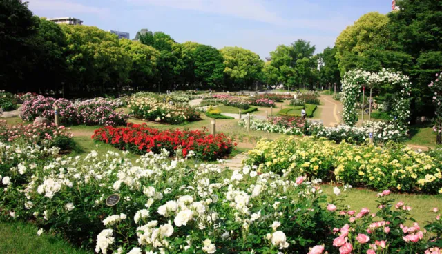 水泥叢林中的城市綠洲！賞花不用到郊區，大阪市「靭公園」中心萬朵玫瑰爭豔多美麗