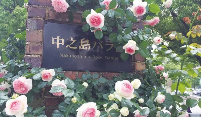 大阪超人氣玫瑰園，第1名果然是這裡？讓人捨不得離開的中之島公園，一次滿足多重享受