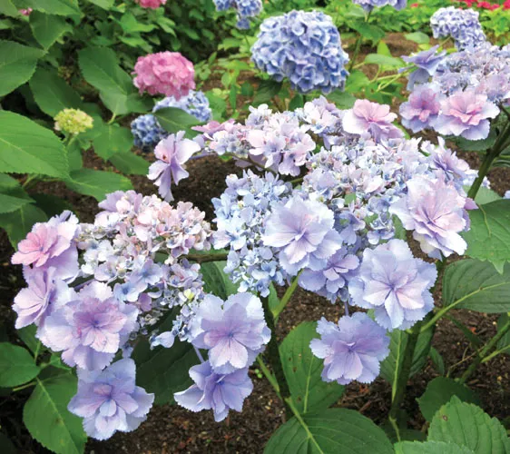 梅雨季就來日本關西賞繡球花吧！大阪、京都、神戶紫陽花名所總整理