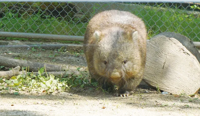 微型動物園當道！免費、稀有、體驗，玩半天也不厭倦的大阪五月山動物園