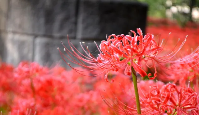 去緋色夢幻仙境走一趟！來東京近郊巾着田探訪「曼珠沙華」彼岸花
