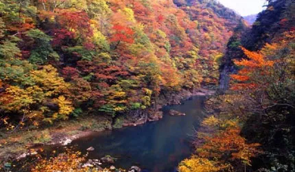 2020日本賞楓看這裡！東北人氣楓葉景點總整理