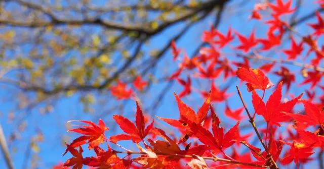 2017日本賞楓看這裡！全國紅葉最前線！