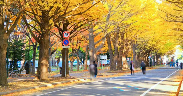 2020日本全國銀杏景點總整理：跟著閃亮銀杏展開秋之旅！