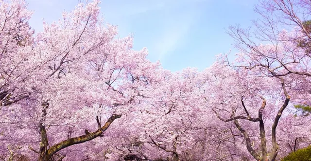 【2018.4.13更新】2018櫻花最前線！準備好去日本賞櫻了嗎？
