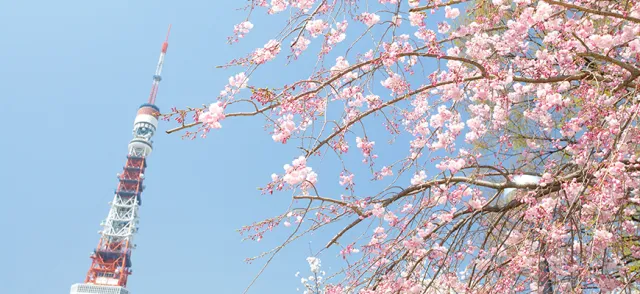 2021日本東京賞櫻景點推薦！必去目黑川、千鳥之淵、吉祥寺櫻花名所！ 的縮圖