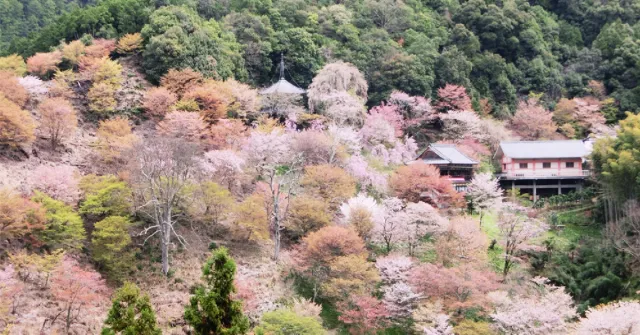 2021關西賞櫻就來吉野山！在千本櫻花海中追尋世界遺產的歷史蹤跡 的縮圖