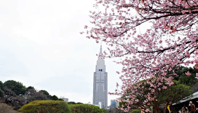 新海誠動畫取景地在這！東京人氣景點「新宿御苑」玩樂攻略