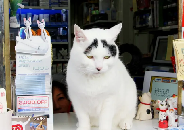 日本各地的動物界偶像大點名！囧臉貓、帥猩猩、佛系水豚讓人秒被圈粉