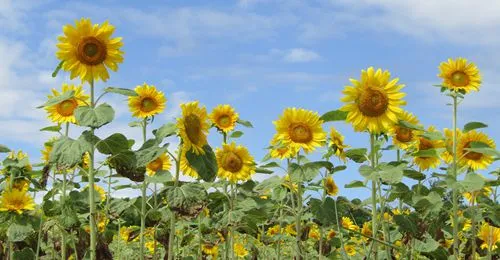 北海道夏季賞花精選！150萬株向日葵的花花世界「北龍町向日葵之里」