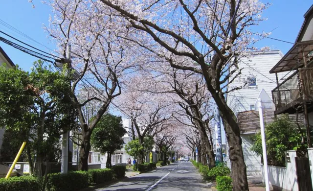 東京最美賞櫻路線公開！愛花成痴者不能錯過的5個超美櫻花景點 的縮圖