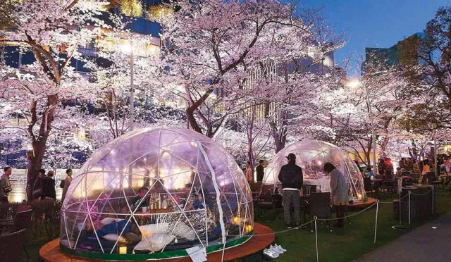 【速報】2019東京市區賞櫻推薦！六本木「MIDTOWN BLOSSOM」絕美日夜櫻花盛會