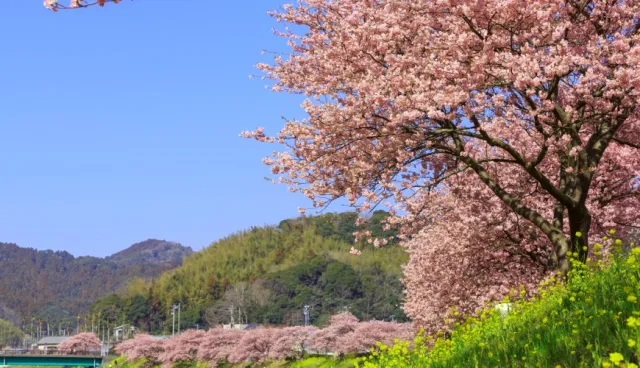 2021中部賞櫻景點推薦！河津櫻、岡崎公園、三多氣之櫻美景看不完