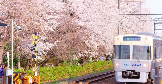 【3.26最新】2020日本櫻花預測最前線：賞櫻開花日、滿開日總整理！