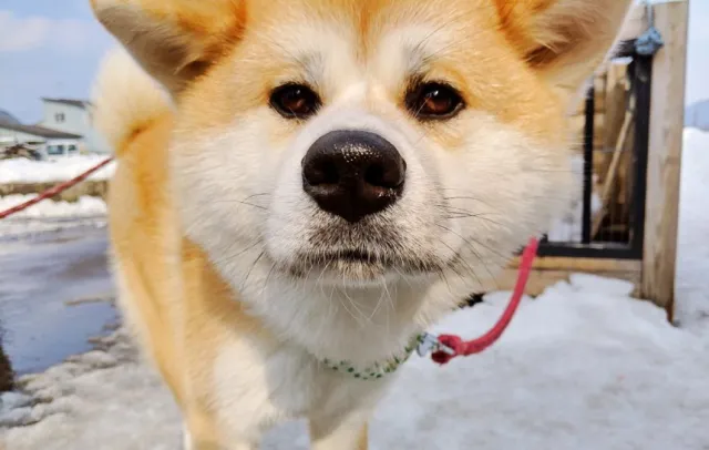 第一次秋田旅行的3個必玩清單：秋田犬、鄉土料理、溫泉