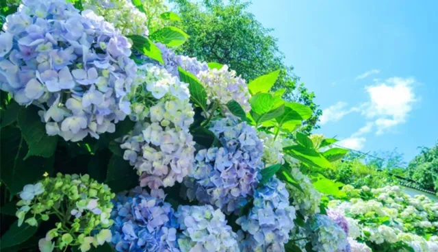 【MiCHi cafe 活動速報】雨季裡綻放的紫色夢幻！日本繡球花賞花攻略講座