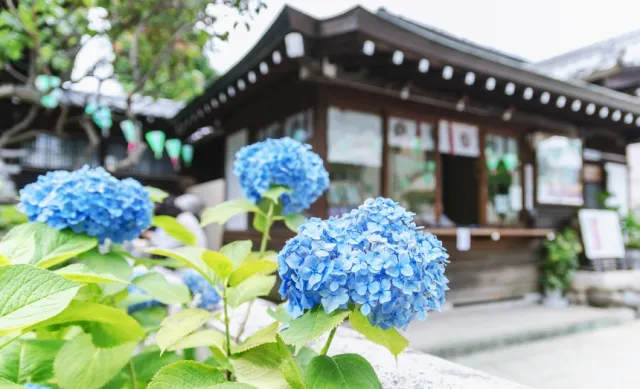 東京近郊賞花提案「白山神社」！一年一度文京繡球花祭看點總整理