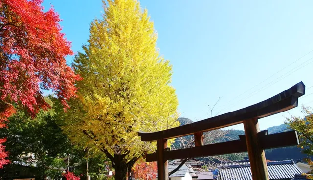 2019年關西人氣銀杏景點總整理！賞楓之外也別錯過金黃美景