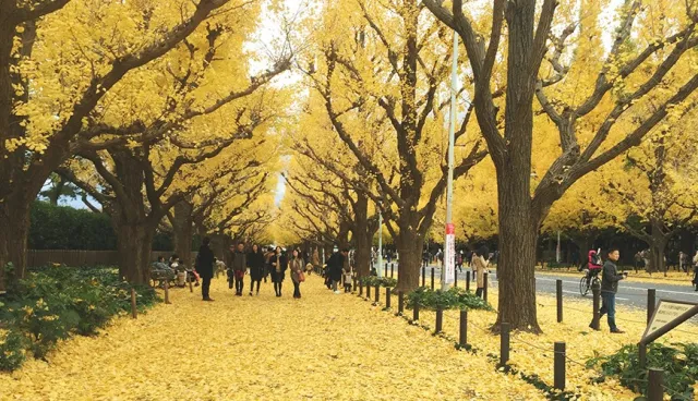 2020年東京銀杏人氣景點5選！一起來東京賞楓賞銀杏