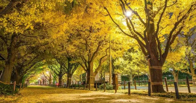 賽果出爐！【兩晚東京酒店＋賞楓一日遊】答問題贏2019秋季日本必賞紅葉＋銀杏連食宿！