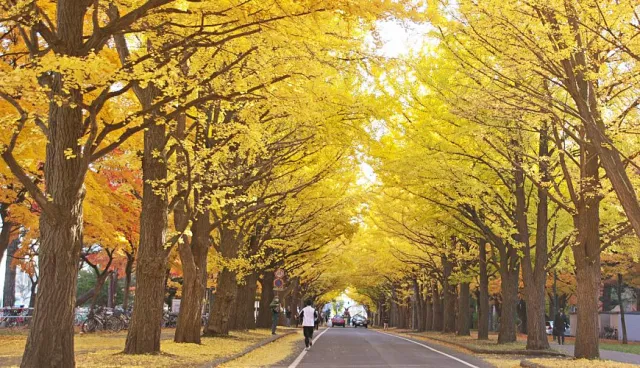 在這麼美的大學唸書太幸福了！一年四季的「北海道大學」必訪美景 的縮圖