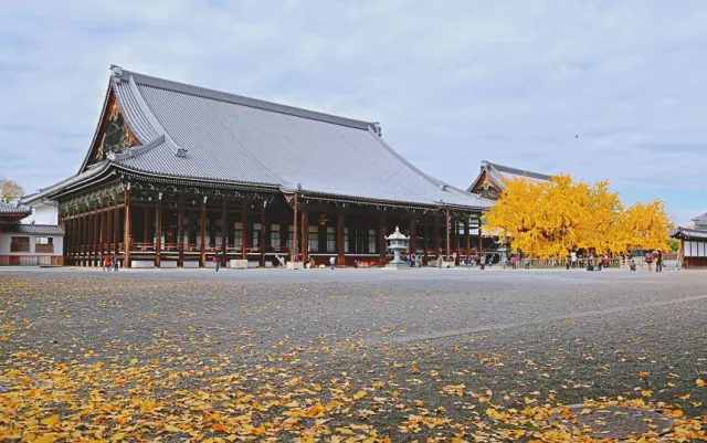 京都「西本願寺」不只有大銀杏！不公開的飛雲閣、走廊木板的玄機藏在哪裡？