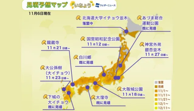 2019日本銀杏前線11/6更新！秋天賞銀杏最佳時間預測總整理！