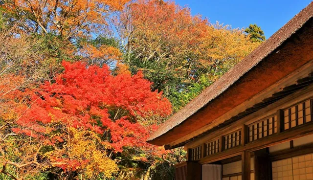 2019日本賞楓預測11/7更新：日本秋季楓葉最佳時間、紅葉最前線總整理！