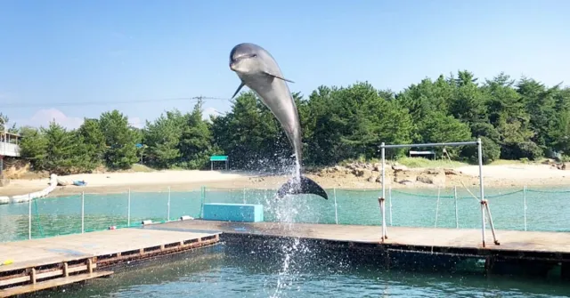 想看海豚就到熊本「上天草市」！泡洞窟溫泉、品嚐海鮮丼的小島放空行程推薦 的縮圖