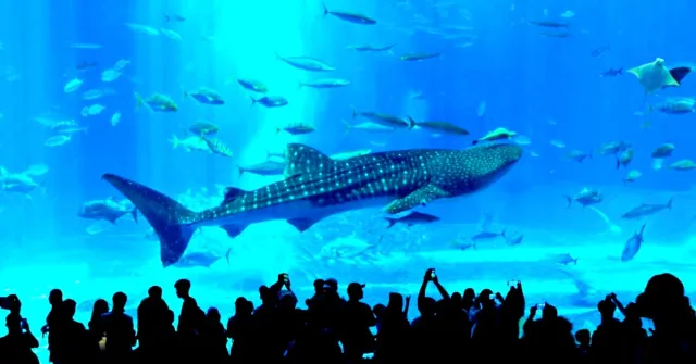 沖繩「美麗海水族館」攻略最完整：設施、票價、表演、餐廳最好玩的都告訴你！ 的縮圖