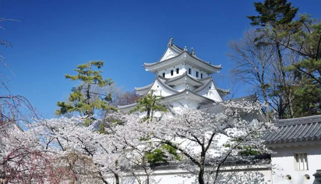 名古屋半小時就到！西美濃文青小鎮「大垣」賞櫻花、泡溫泉，走訪關原之戰古戰場 的縮圖