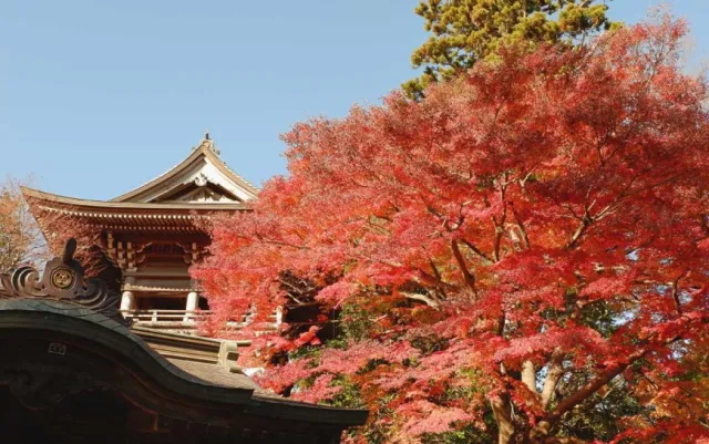 2020日本賞楓看這裡！東京人氣楓葉景點總整理
