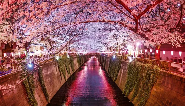 2021東京「夜櫻」點燈資訊！除了目黑川還有這6個夜櫻景點也是必去！