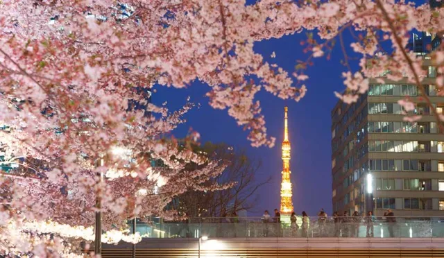 東京賞櫻踩點怎可少了六本木！「MIDTOWN BLOSSOM」櫻花大道邀你一起賞夜櫻
