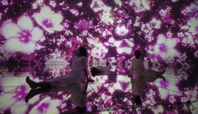 超人氣東京豐洲「teamLab Planets TOKYO」2020春限定！櫻花與錦鯉夢幻共舞