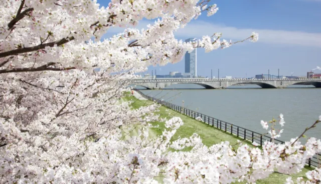 日本深度自由行必備「佐渡新潟周遊票」！到萬代市場吃海鮮、體驗神隱少女盆舟