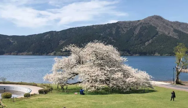 和富士山相輝映！箱根蘆之湖畔百歲一本櫻迎接滿開