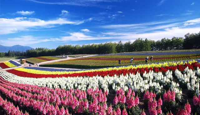 明年夏天我要去北海道！北海道夏日花田絕景七選 的縮圖