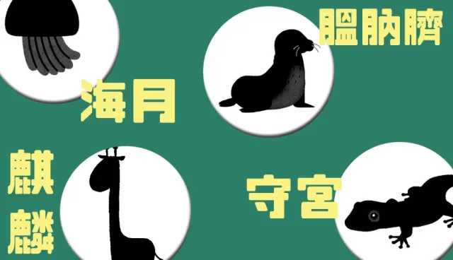 日文的「海月」居然是動物？4個台灣人猜不到的日本動物漢字名