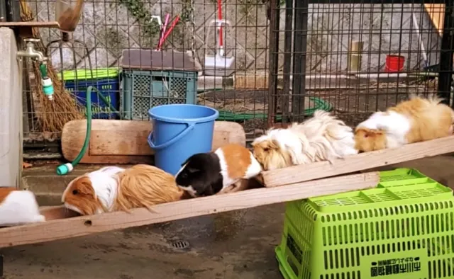【有片】真實版《天竺鼠車車》！直擊日本動物園的天竺鼠有多萌！