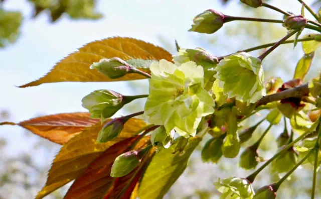 原來櫻花有黃綠色的？可以吃的櫻花又是什麼品種？日本「櫻花圖鑑」絕美進階版